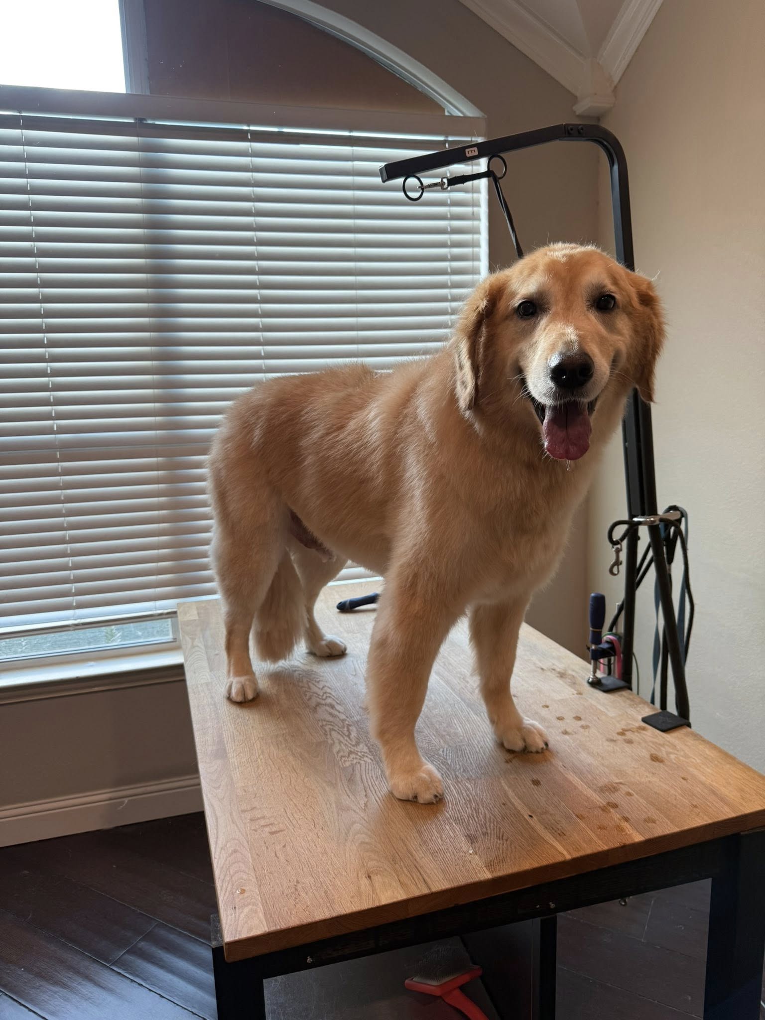 Golden Retriever after professional grooming
