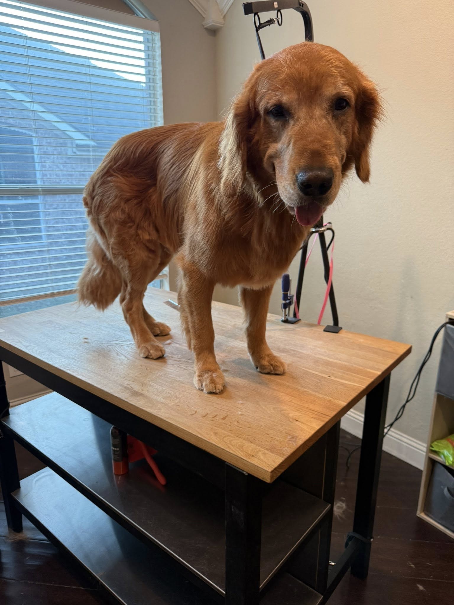 After the Spaw Day — Spaw Day grooming