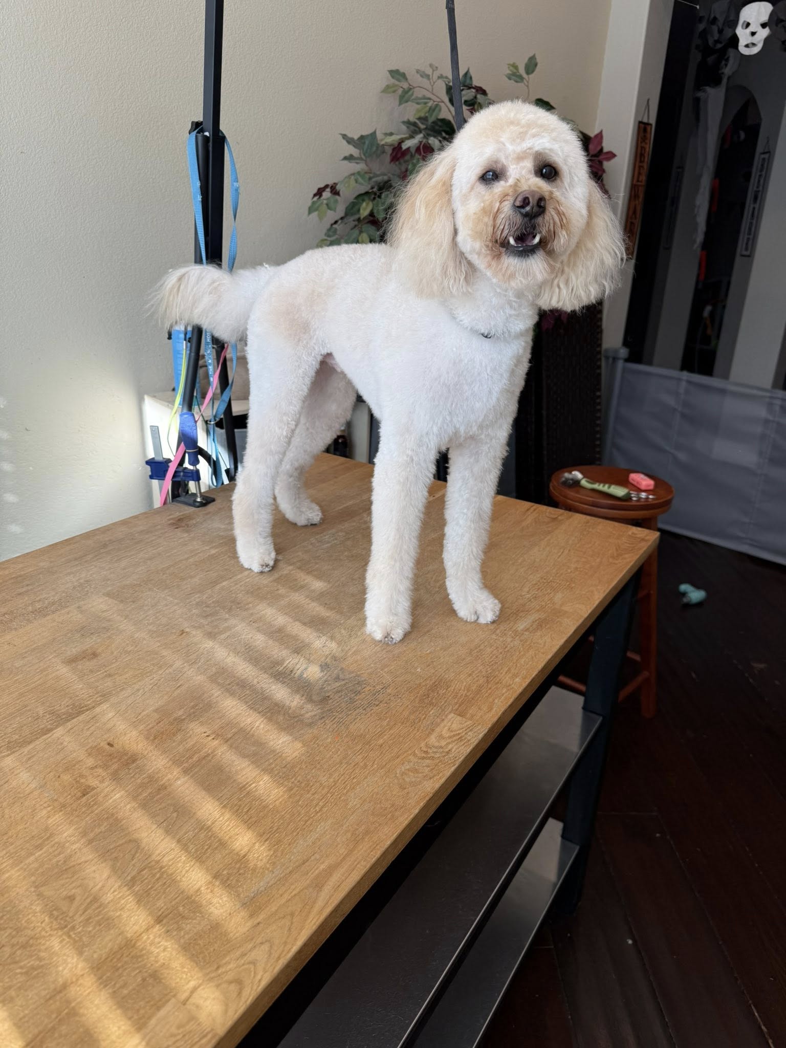 White Poodle after professional grooming