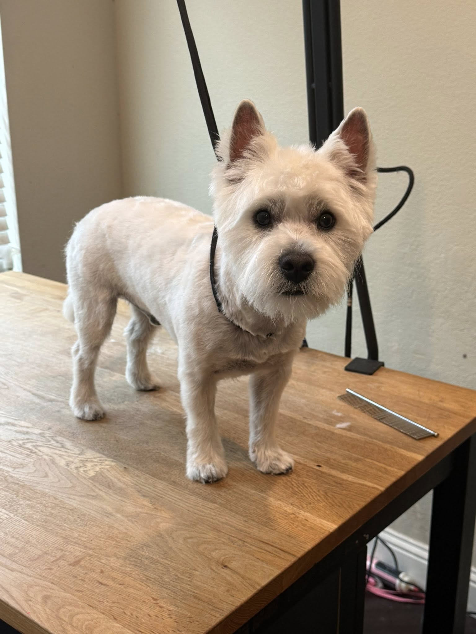 West Highland Terrier after grooming